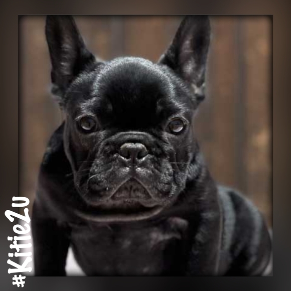 🎼 Winston The French Bulldog Speaker 🎼 - Picture 2 of 12